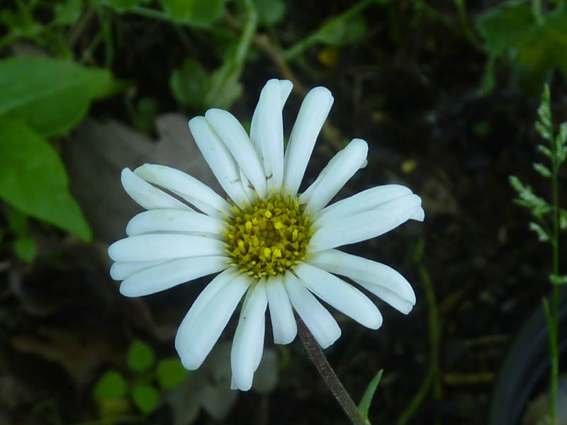 Celmisia brevifolia 3